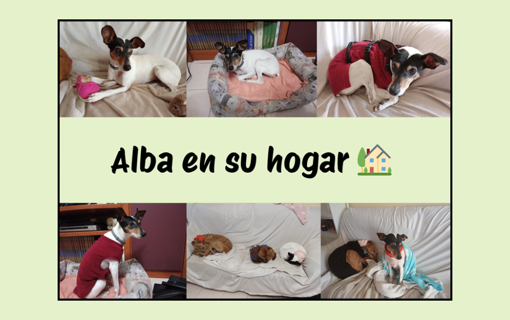 La adopción de Alba