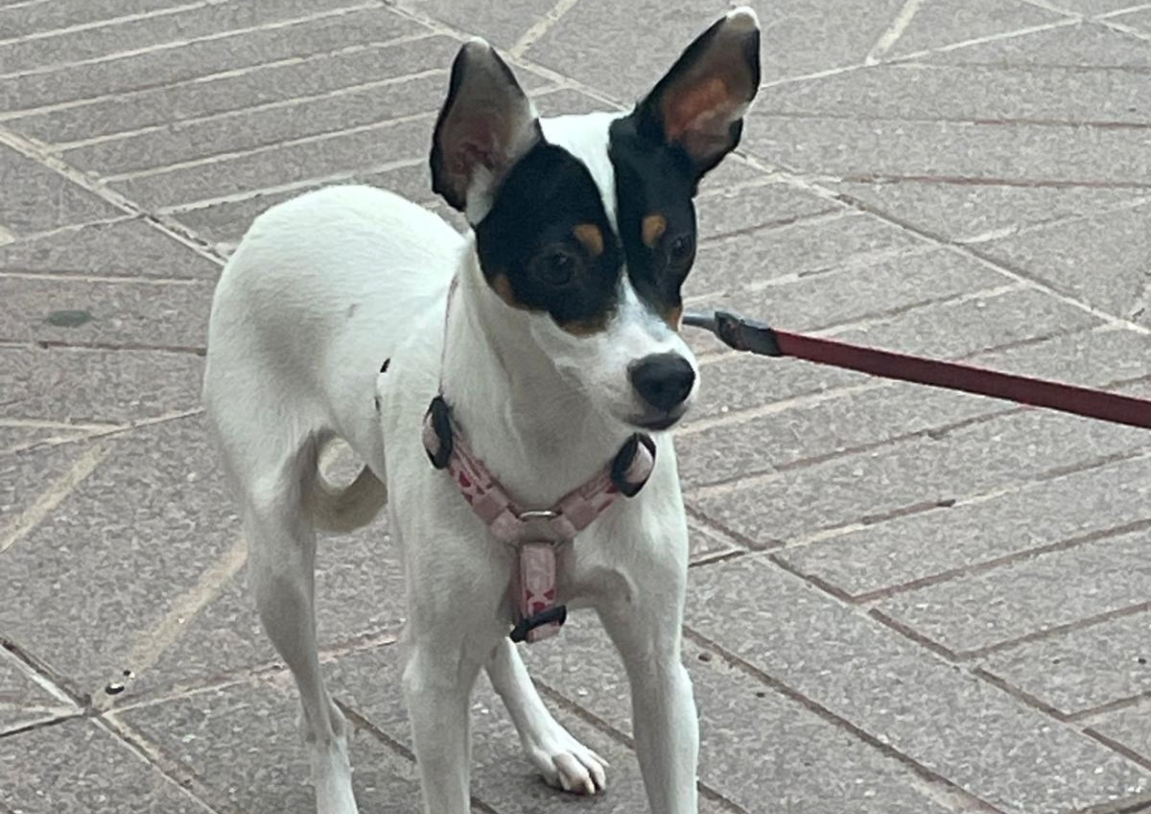 Suki