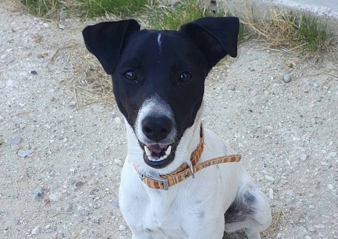 Oreo